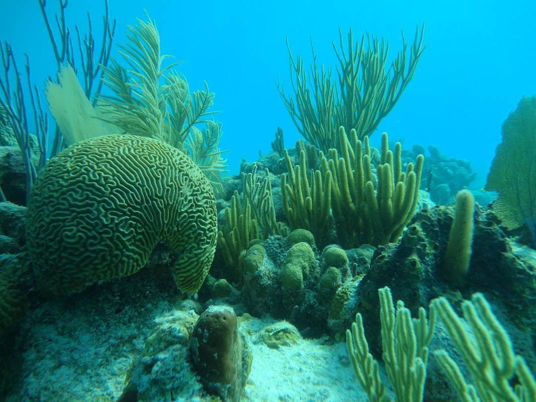 Arrecife Banco Chinchorro